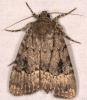 Amphipyra sp.